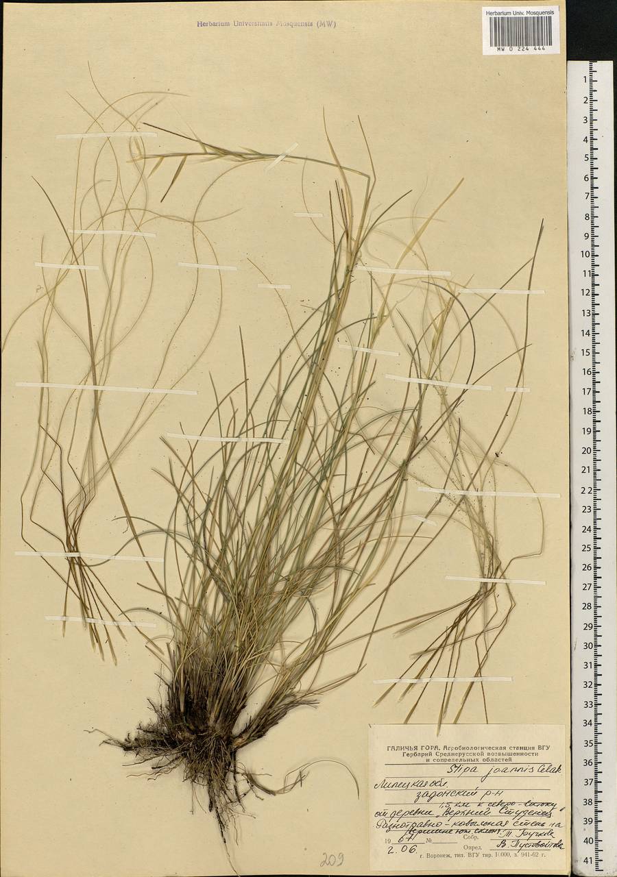 Stipa pennata L., Eastern Europe, Central forest-and-steppe region (E6) (Russia)