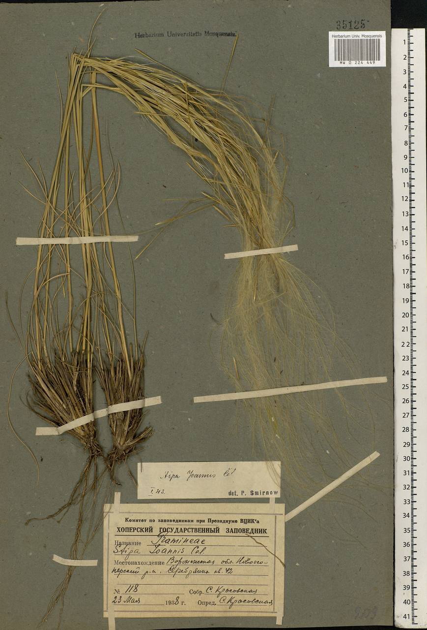 Stipa pennata L., Eastern Europe, Central forest-and-steppe region (E6) (Russia)