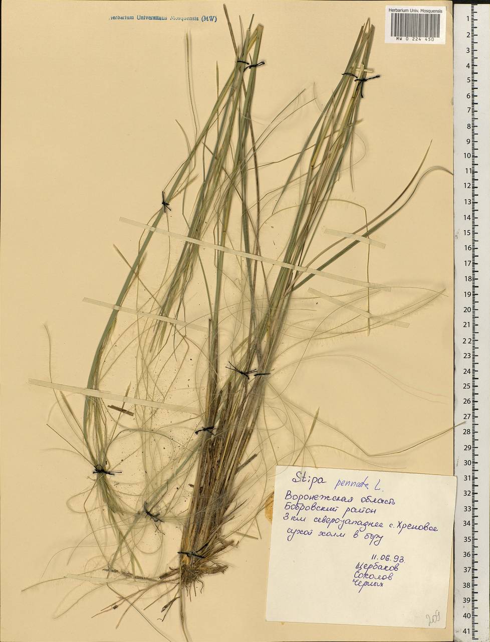 Stipa pennata L., Eastern Europe, Central forest-and-steppe region (E6) (Russia)