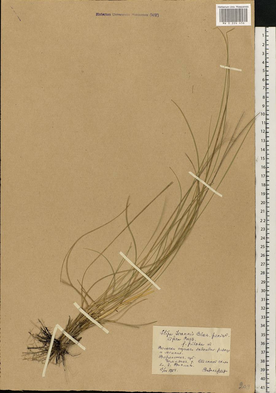 Stipa pennata L., Eastern Europe, Central forest-and-steppe region (E6) (Russia)