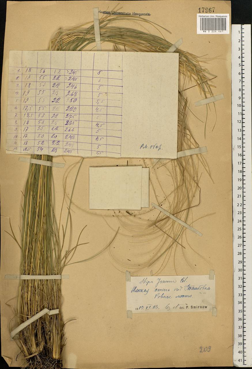 Stipa pennata L., Eastern Europe, Central forest-and-steppe region (E6) (Russia)