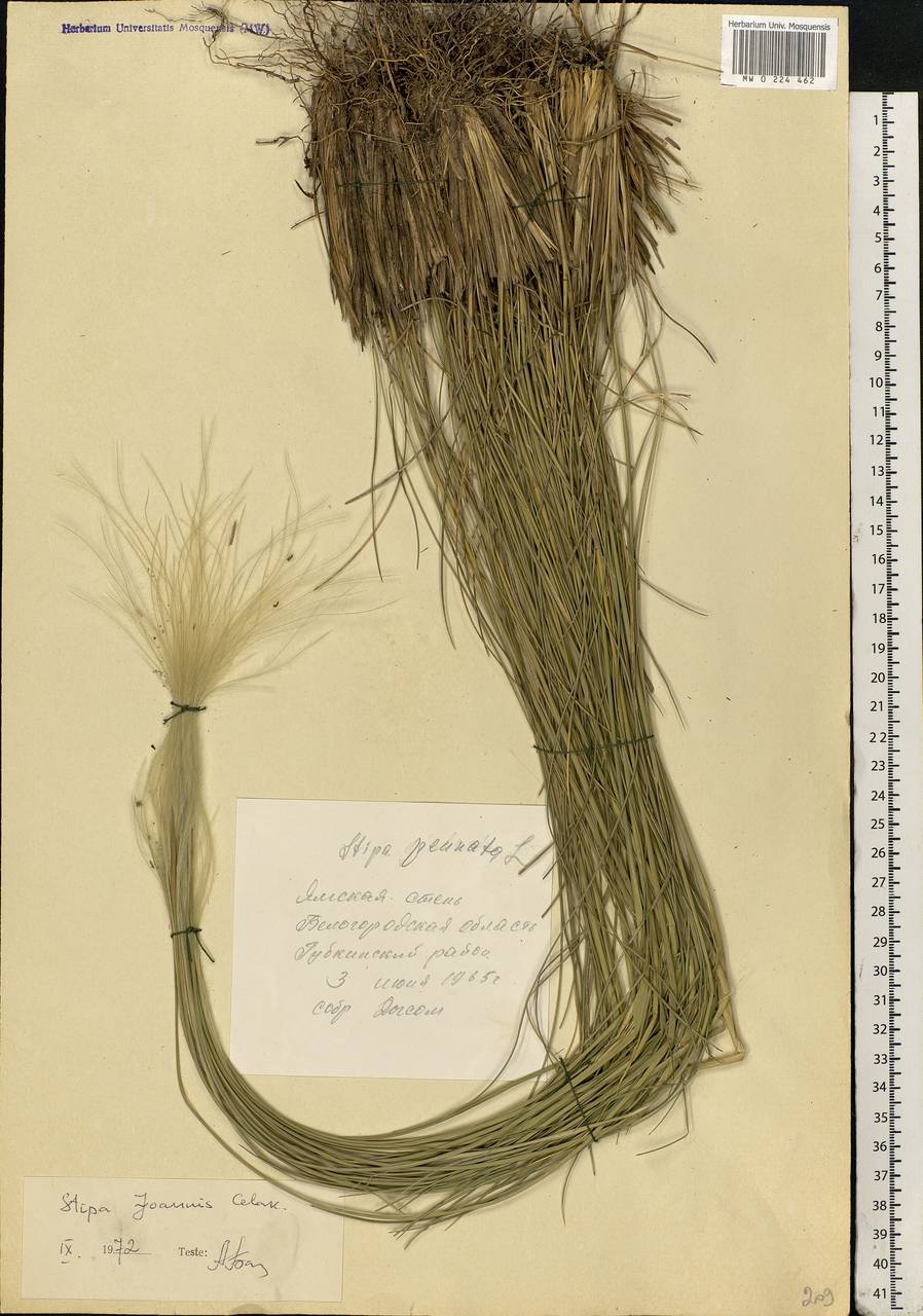 Stipa pennata L., Eastern Europe, Central forest-and-steppe region (E6) (Russia)