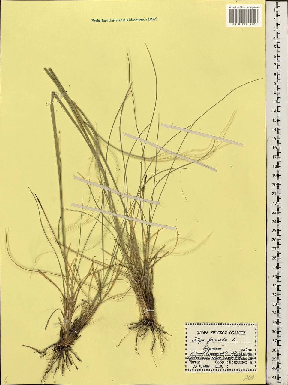 Stipa pennata L., Eastern Europe, Central forest-and-steppe region (E6) (Russia)