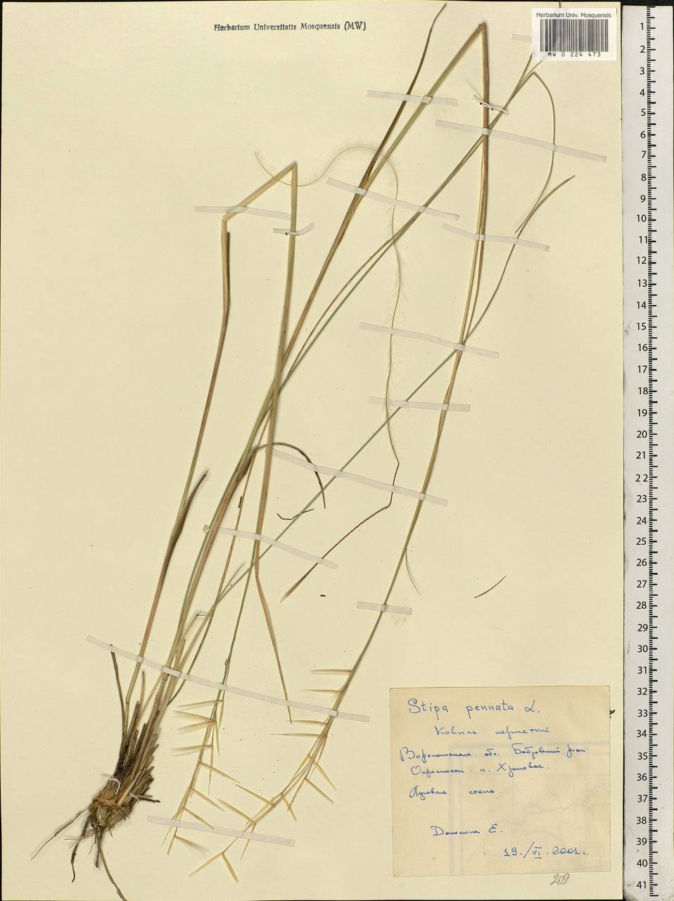 Stipa pennata L., Eastern Europe, Central forest-and-steppe region (E6) (Russia)