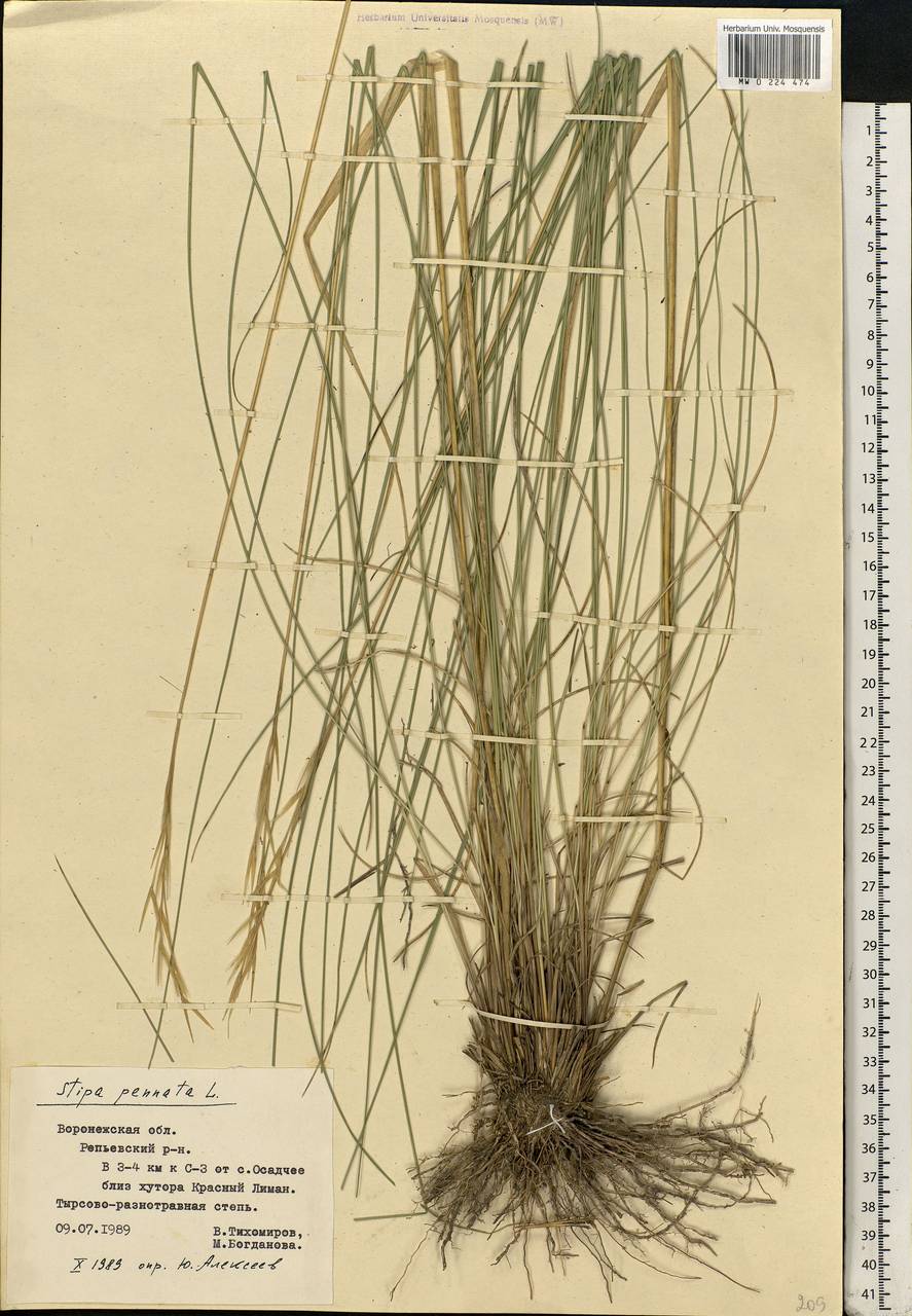 Stipa pennata L., Eastern Europe, Central forest-and-steppe region (E6) (Russia)