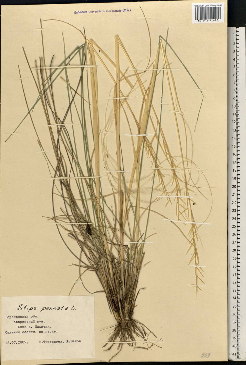 Stipa pennata L., Eastern Europe, Central forest-and-steppe region (E6) (Russia)