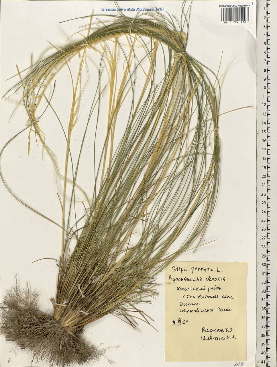 Stipa pennata L., Eastern Europe, Central forest-and-steppe region (E6) (Russia)