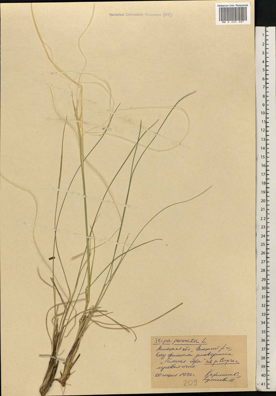 Stipa pennata L., Eastern Europe, Central forest-and-steppe region (E6) (Russia)