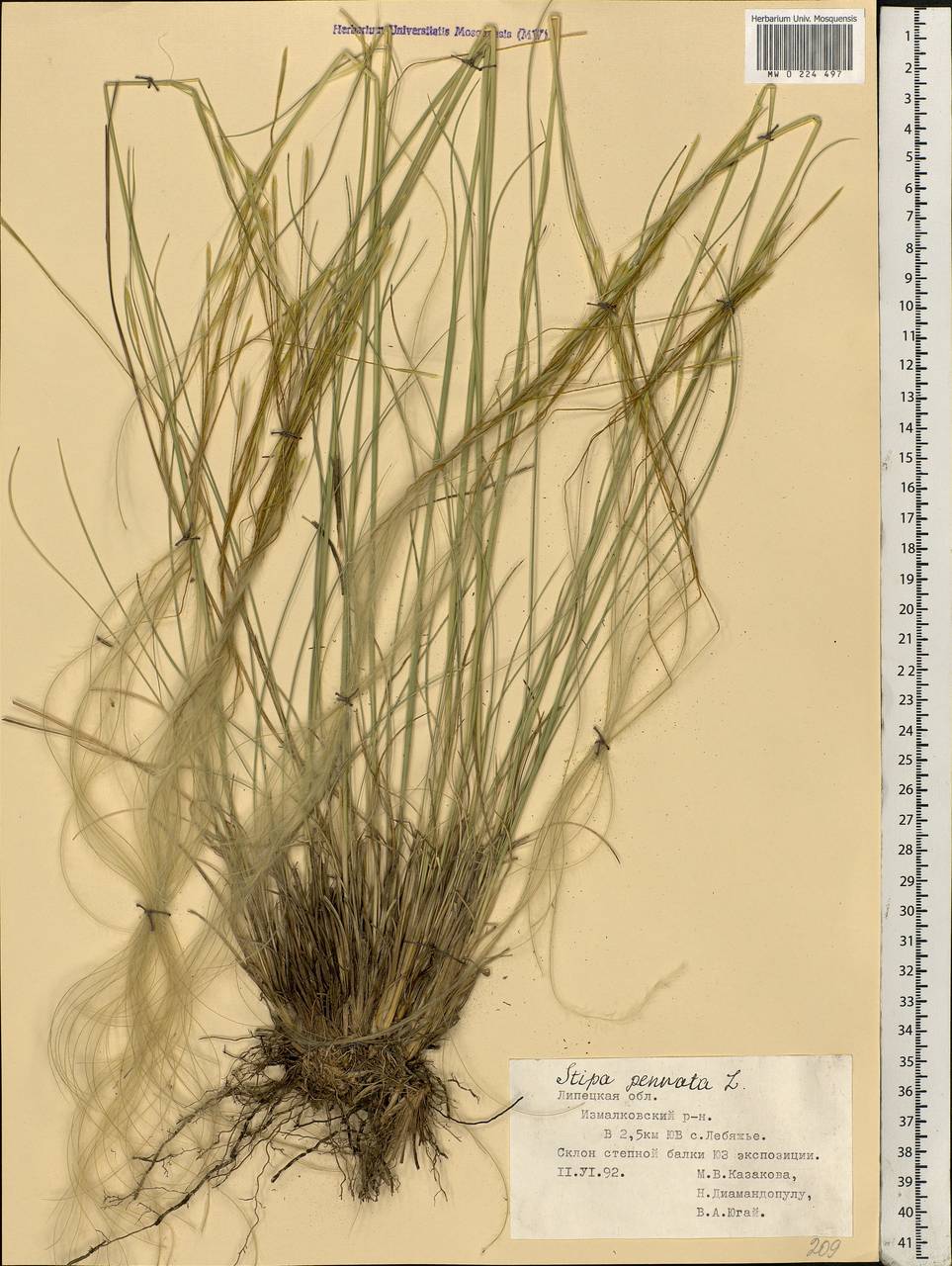 Stipa pennata L., Eastern Europe, Central forest-and-steppe region (E6) (Russia)