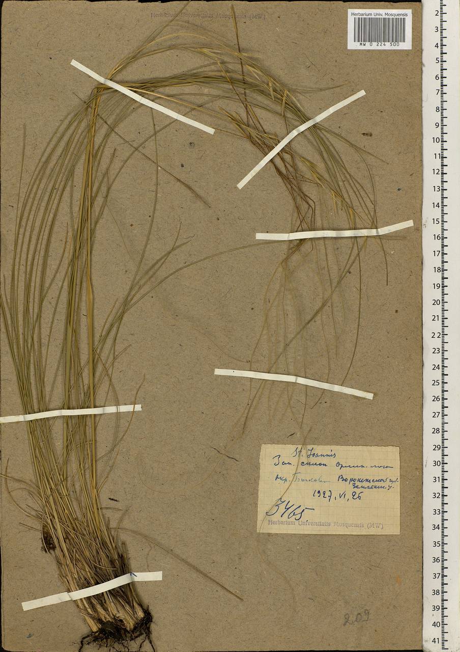 Stipa pennata L., Eastern Europe, Central forest-and-steppe region (E6) (Russia)