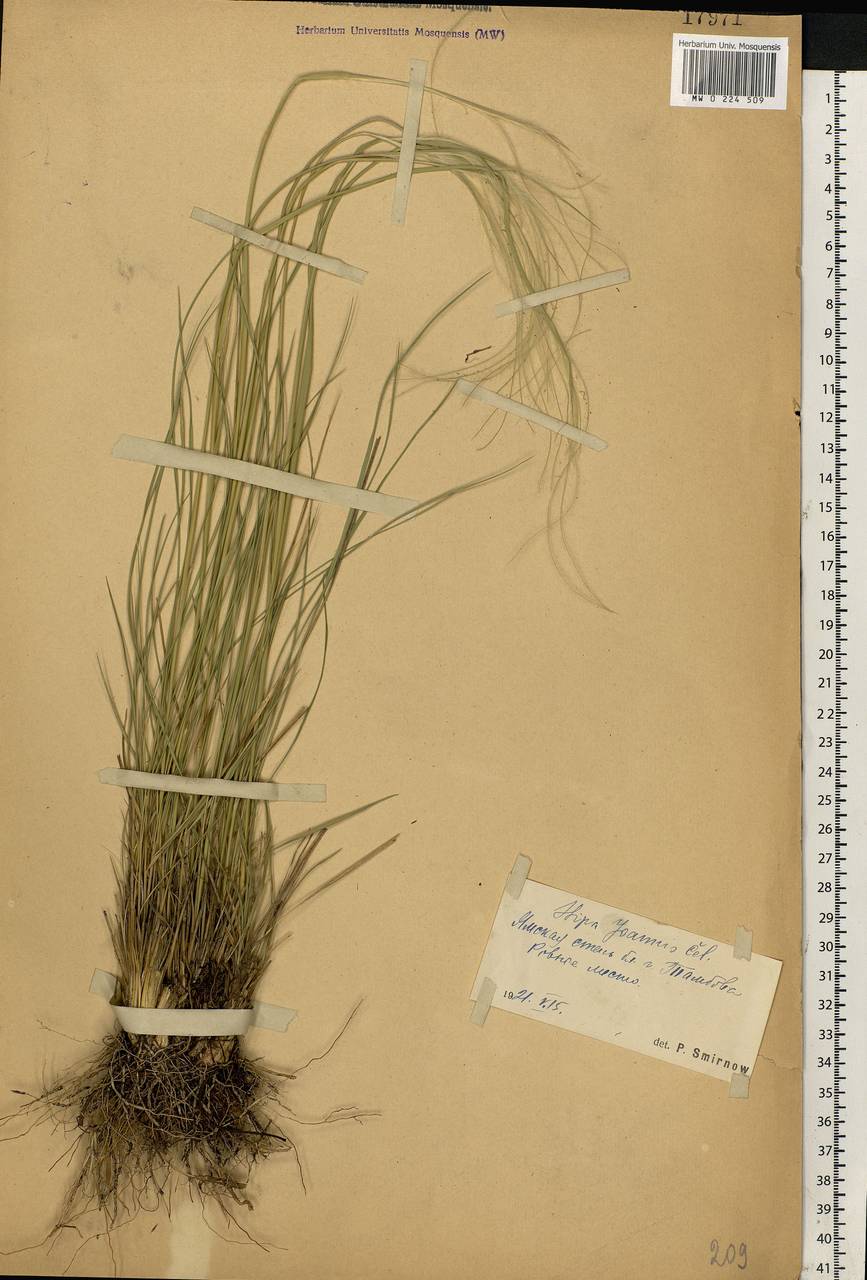 Stipa pennata L., Eastern Europe, Central forest-and-steppe region (E6) (Russia)