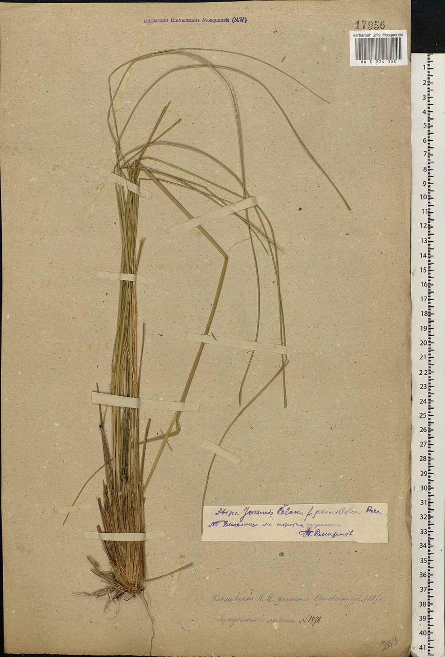 Stipa pennata L., Eastern Europe, Central forest-and-steppe region (E6) (Russia)