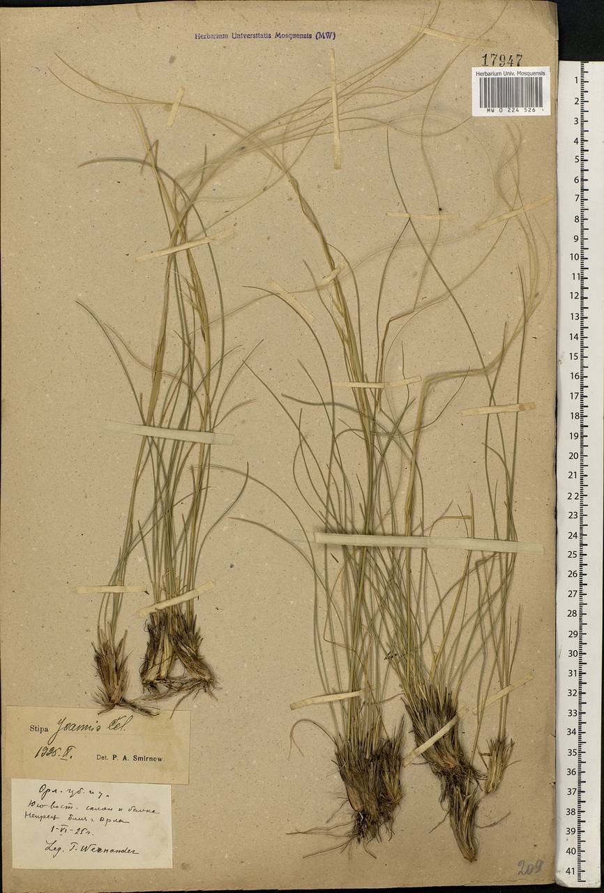 Stipa pennata L., Eastern Europe, Central forest-and-steppe region (E6) (Russia)