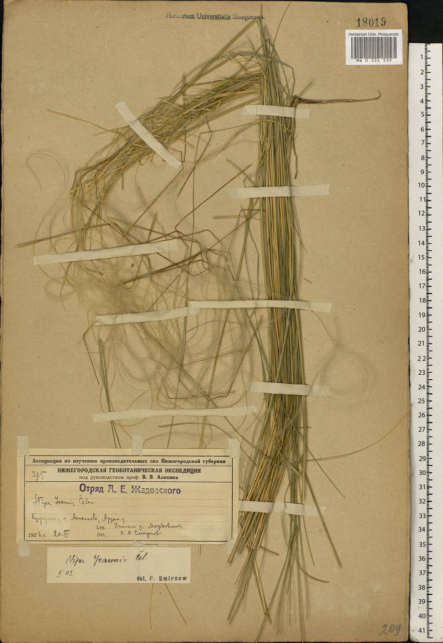 Stipa pennata L., Eastern Europe, Volga-Kama region (E7) (Russia)