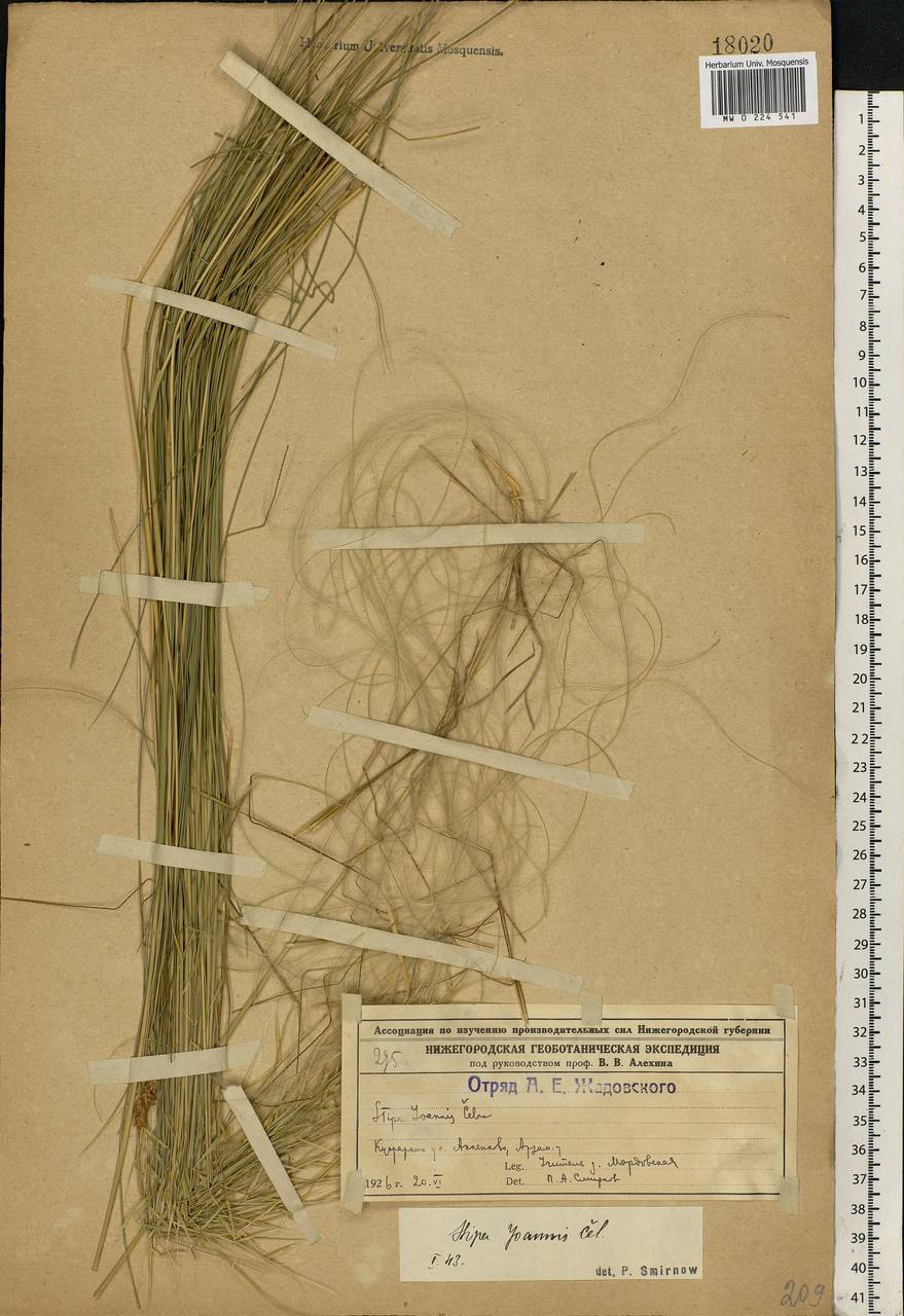 Stipa pennata L., Eastern Europe, Volga-Kama region (E7) (Russia)