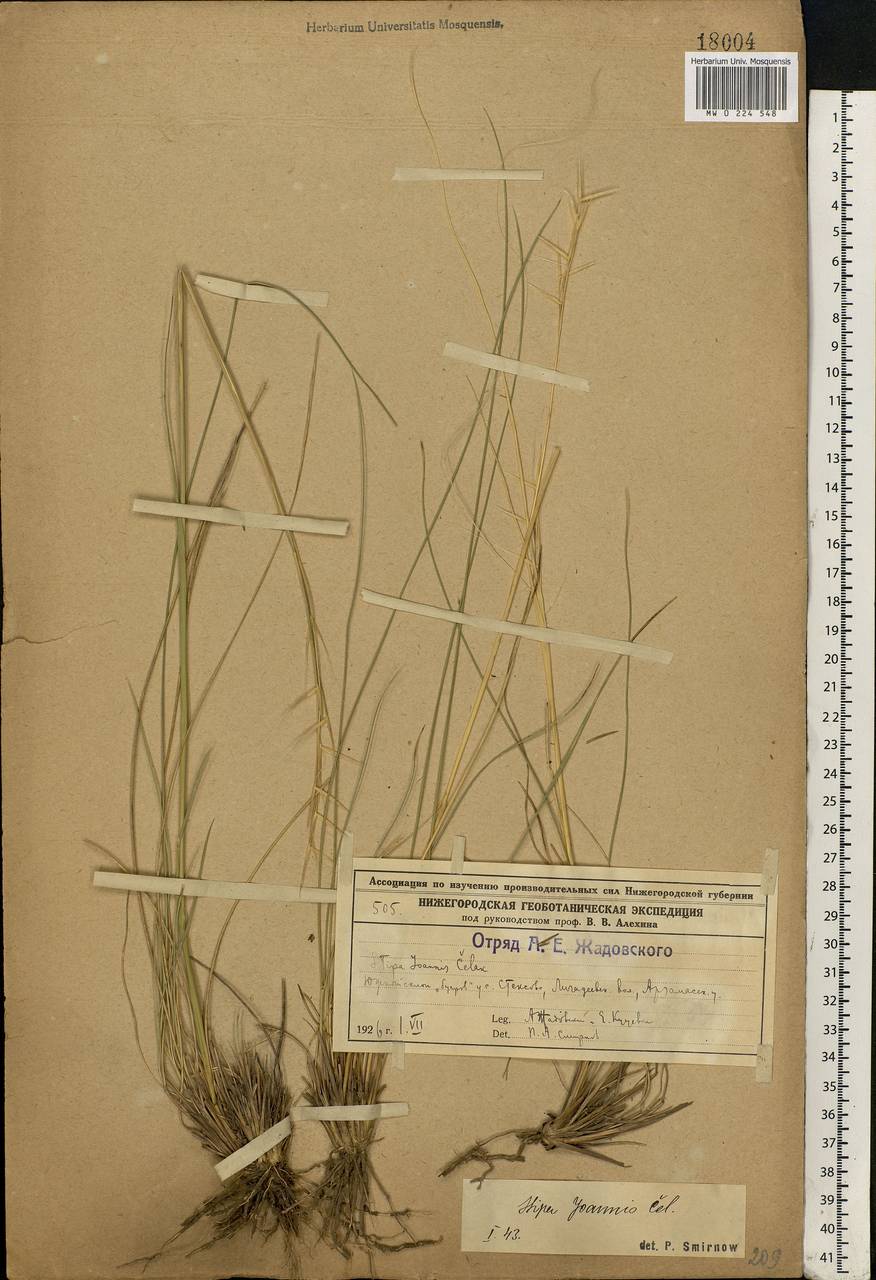 Stipa pennata L., Eastern Europe, Volga-Kama region (E7) (Russia)