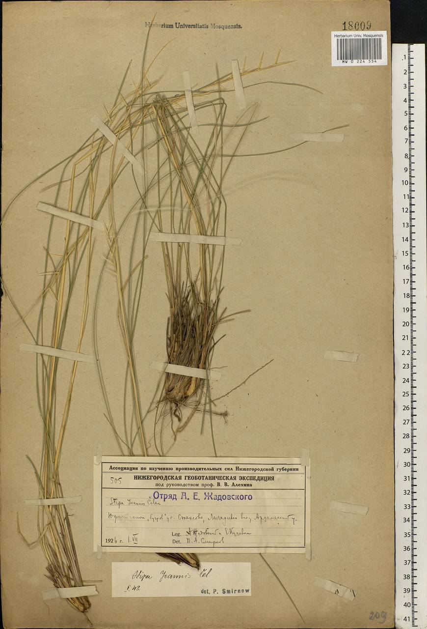 Stipa pennata L., Eastern Europe, Volga-Kama region (E7) (Russia)