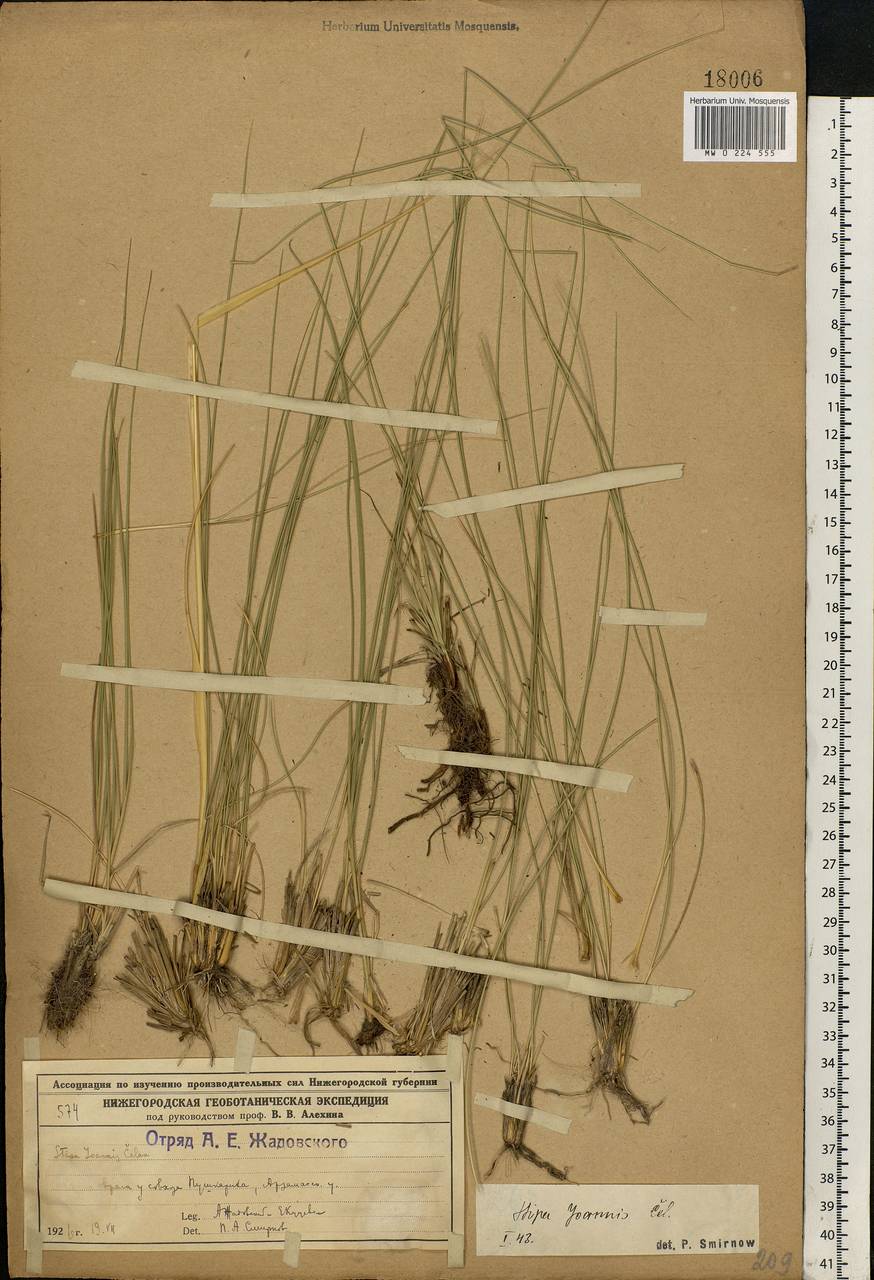 Stipa pennata L., Eastern Europe, Volga-Kama region (E7) (Russia)