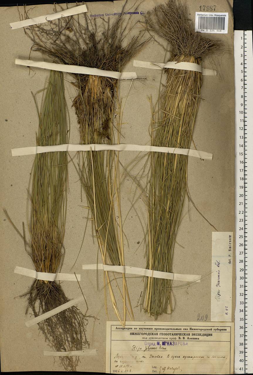 Stipa pennata L., Eastern Europe, Volga-Kama region (E7) (Russia)