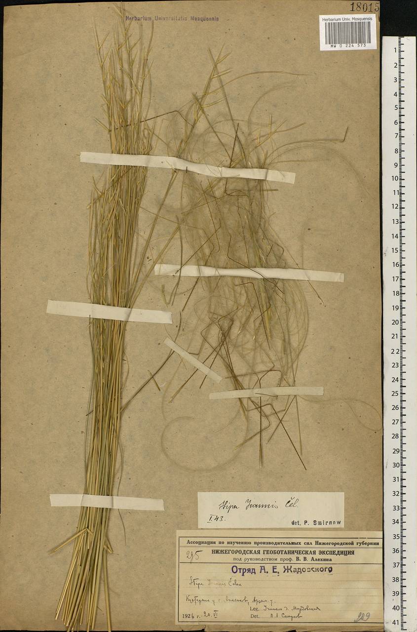 Stipa pennata L., Eastern Europe, Volga-Kama region (E7) (Russia)