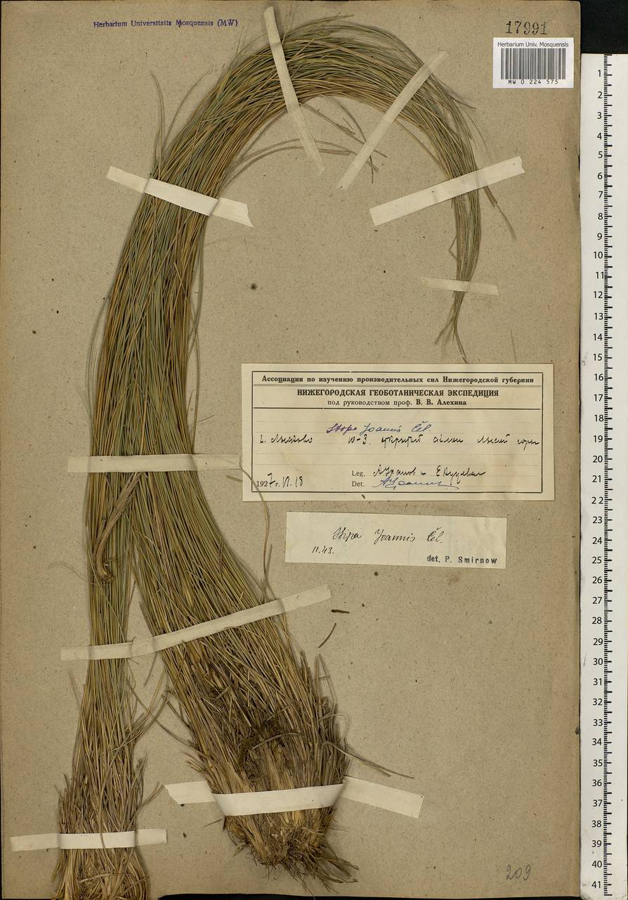 Stipa pennata L., Eastern Europe, Volga-Kama region (E7) (Russia)