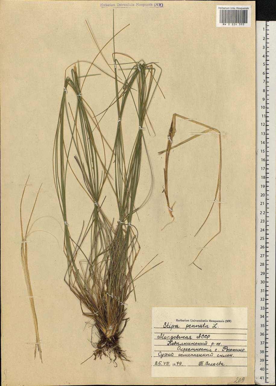 Stipa pennata L., Eastern Europe, Middle Volga region (E8) (Russia)