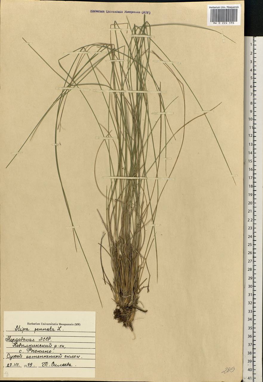 Stipa pennata L., Eastern Europe, Middle Volga region (E8) (Russia)