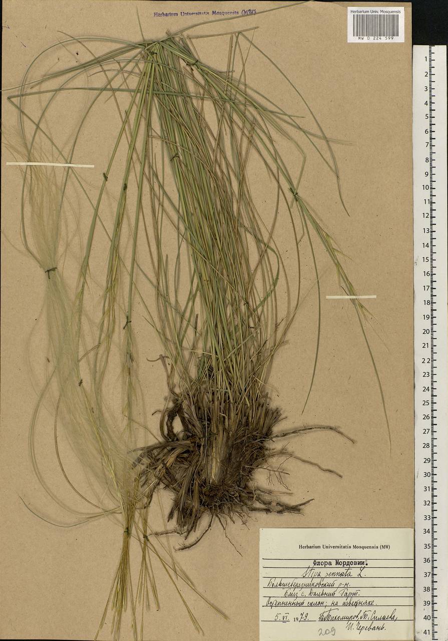 Stipa pennata L., Eastern Europe, Middle Volga region (E8) (Russia)