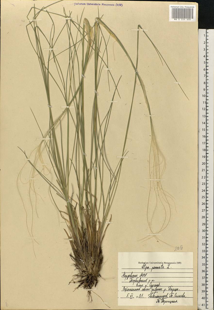 Stipa pennata L., Eastern Europe, Middle Volga region (E8) (Russia)