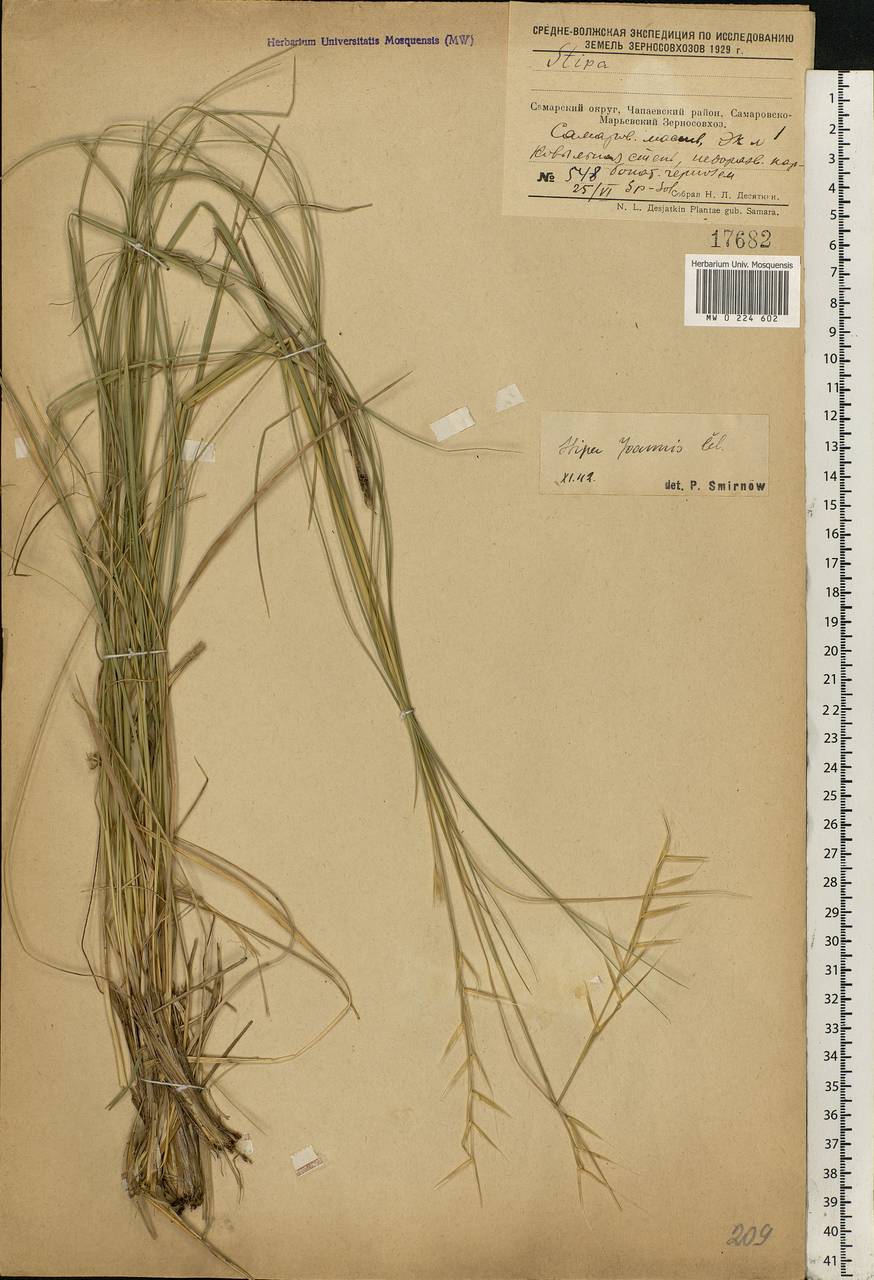 Stipa pennata L., Eastern Europe, Middle Volga region (E8) (Russia)