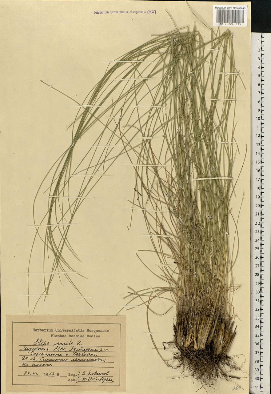 Stipa pennata L., Eastern Europe, Middle Volga region (E8) (Russia)
