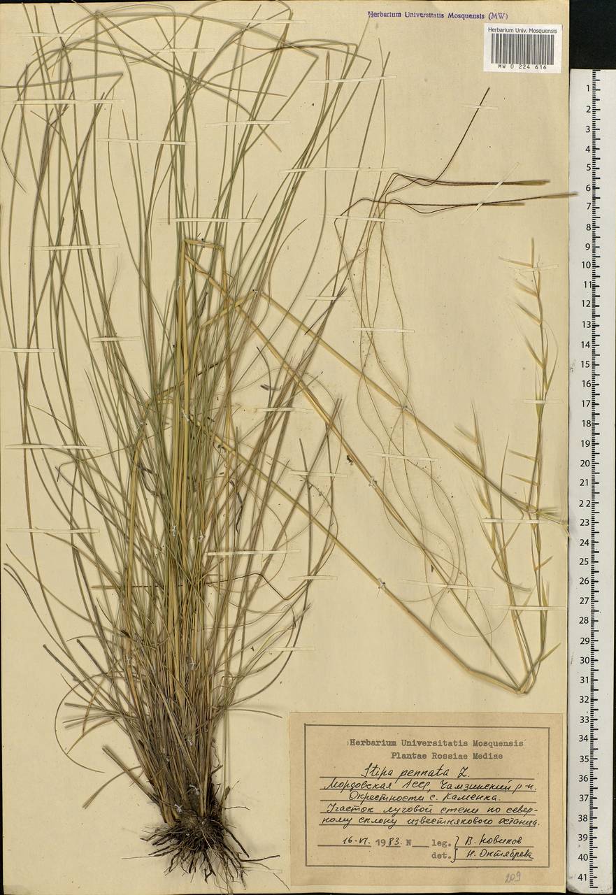 Stipa pennata L., Eastern Europe, Middle Volga region (E8) (Russia)