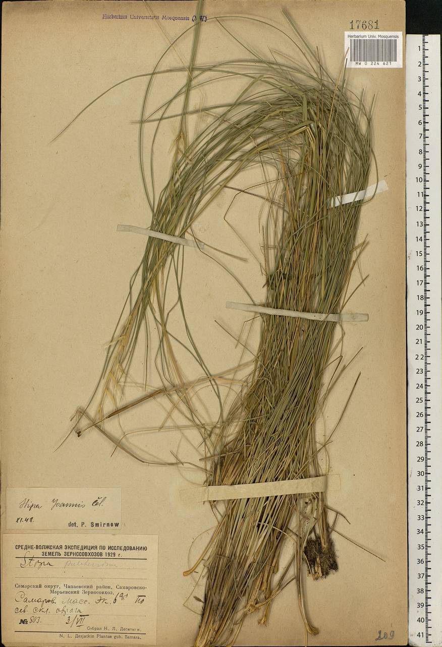 Stipa pennata L., Eastern Europe, Middle Volga region (E8) (Russia)