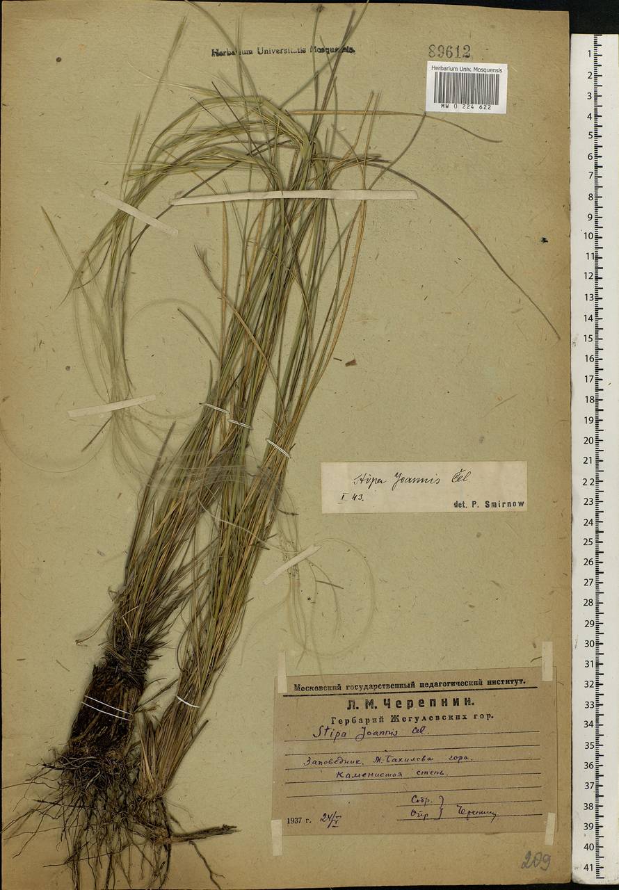 Stipa pennata L., Eastern Europe, Middle Volga region (E8) (Russia)