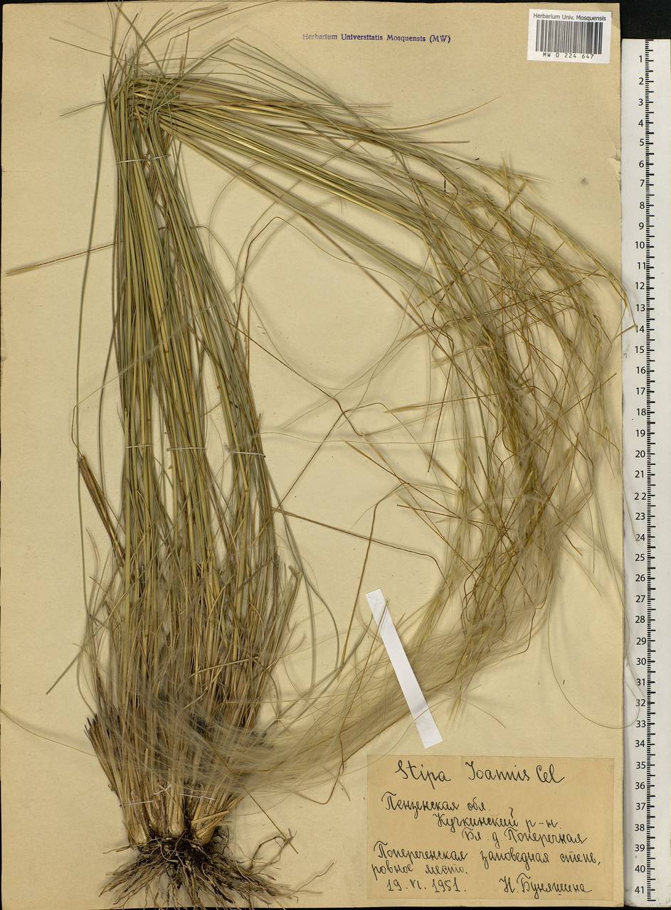 Stipa pennata L., Eastern Europe, Middle Volga region (E8) (Russia)