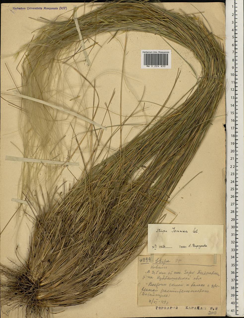 Stipa pennata L., Eastern Europe, Middle Volga region (E8) (Russia)