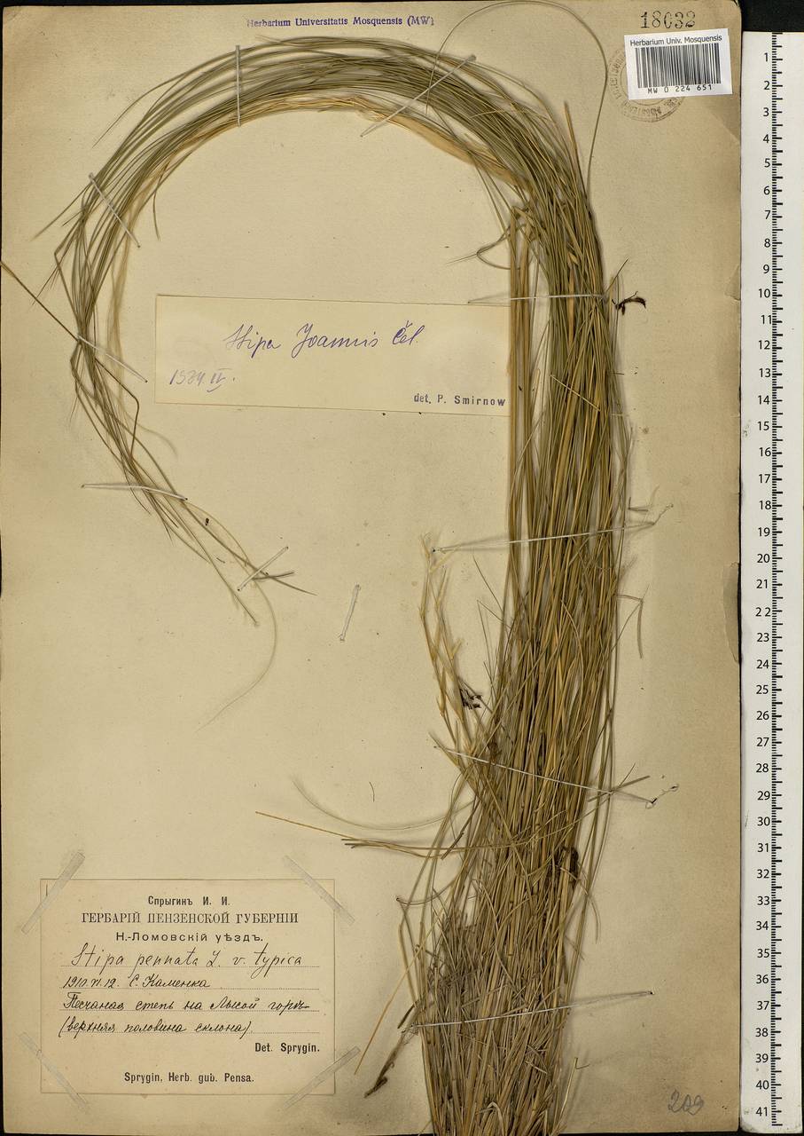 Stipa pennata L., Eastern Europe, Middle Volga region (E8) (Russia)