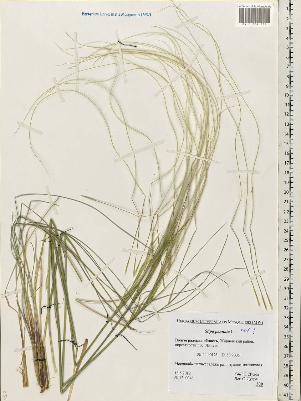 Stipa pennata L., Eastern Europe, Lower Volga region (E9) (Russia)