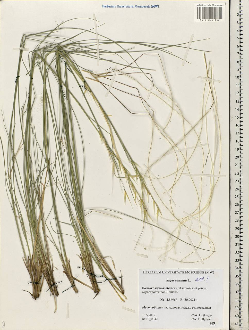 Stipa pennata L., Eastern Europe, Lower Volga region (E9) (Russia)