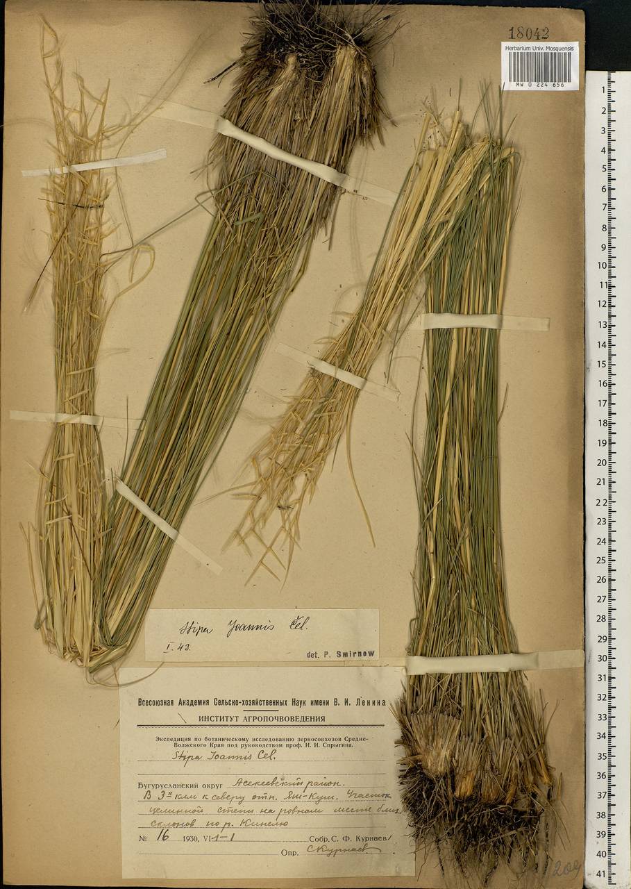 Stipa pennata L., Eastern Europe, Eastern region (E10) (Russia)