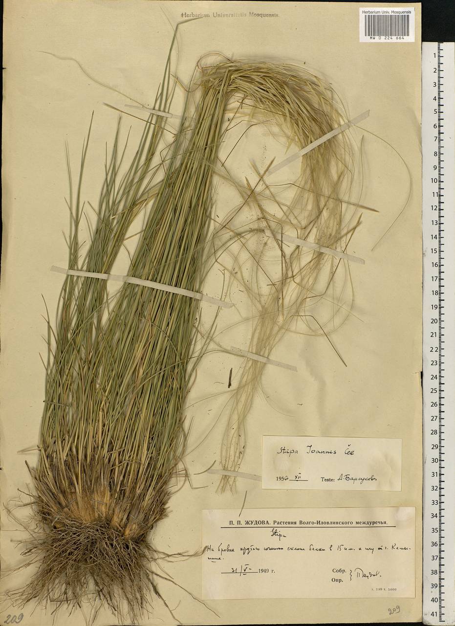 Stipa pennata L., Eastern Europe, Lower Volga region (E9) (Russia)