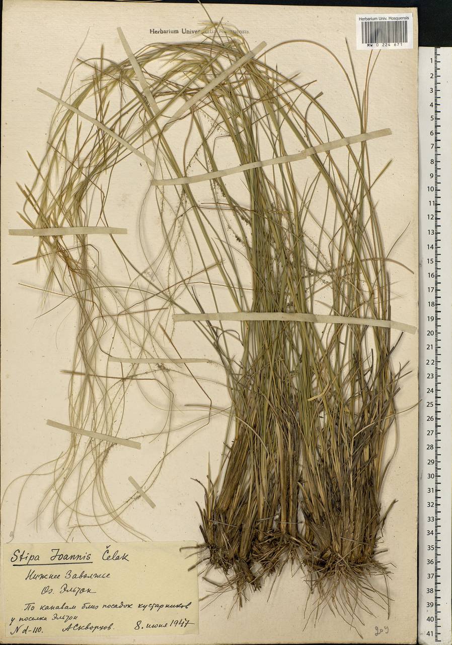 Stipa pennata L., Eastern Europe, Lower Volga region (E9) (Russia)