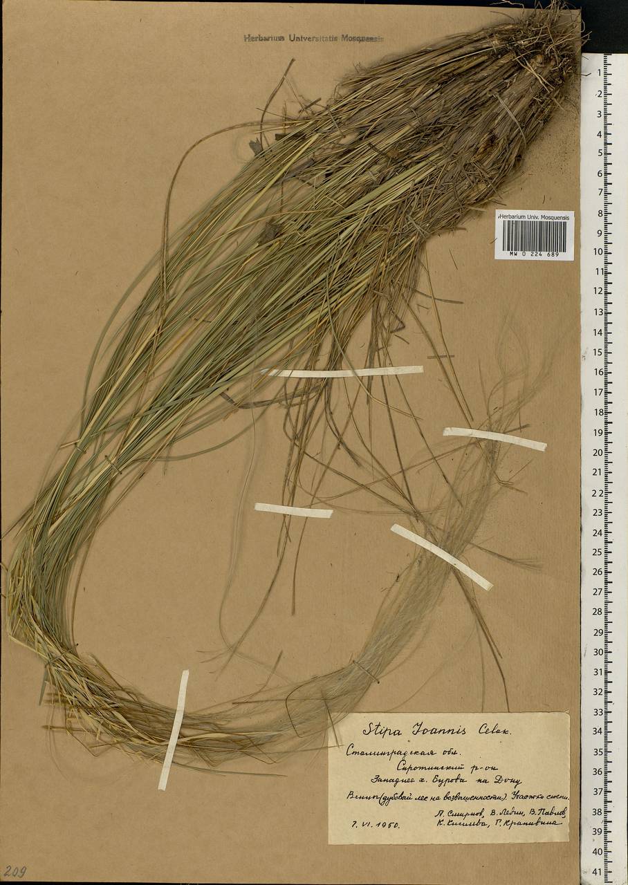 Stipa pennata L., Eastern Europe, Lower Volga region (E9) (Russia)