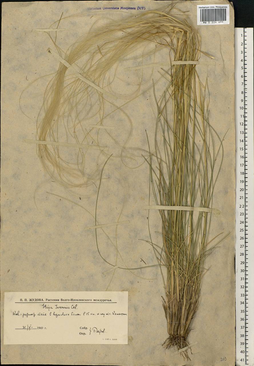 Stipa pennata L., Eastern Europe, Lower Volga region (E9) (Russia)