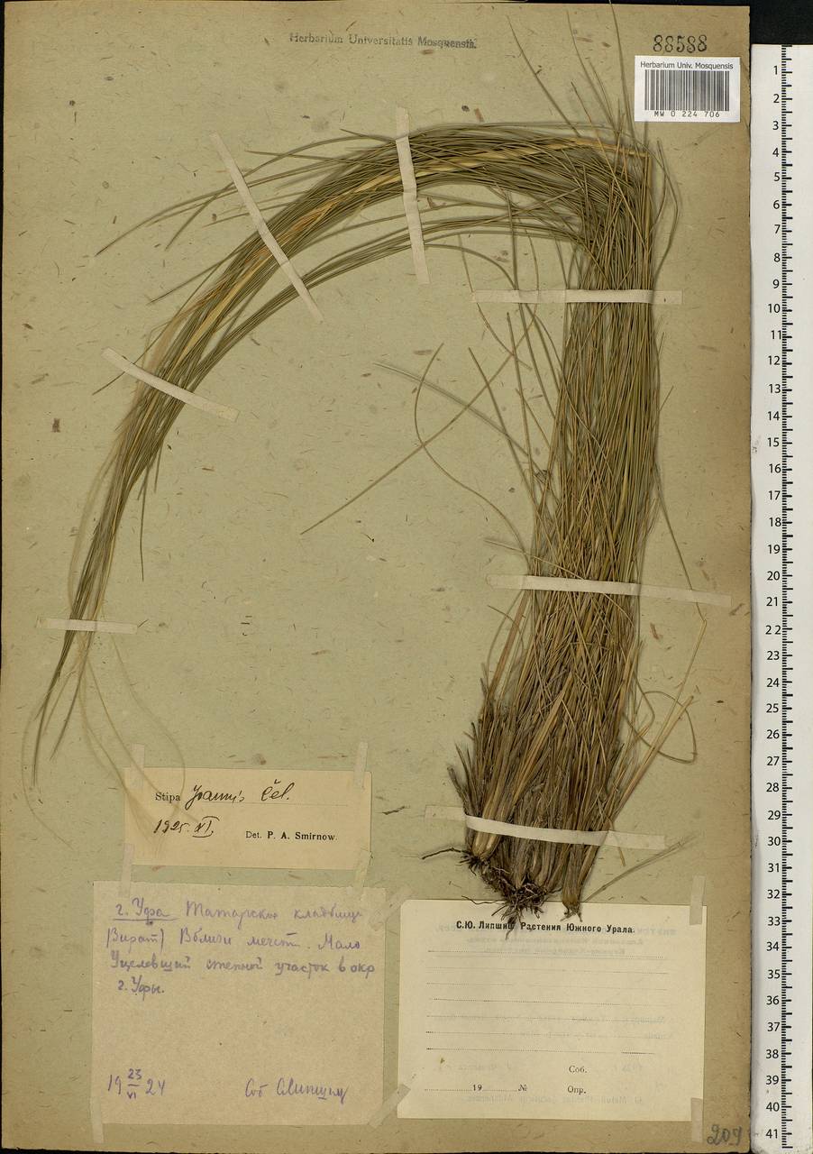 Stipa pennata L., Eastern Europe, Eastern region (E10) (Russia)