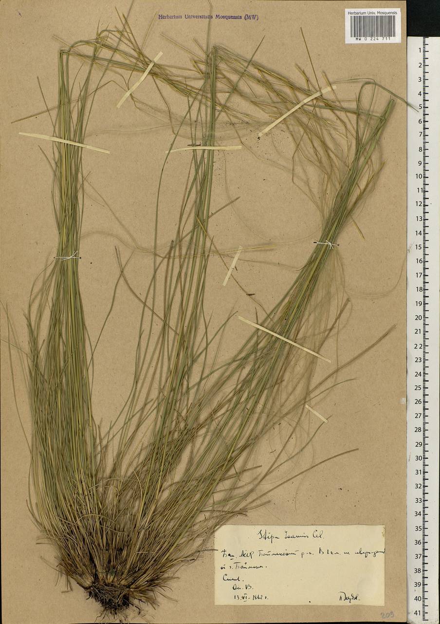 Stipa pennata L., Eastern Europe, Eastern region (E10) (Russia)