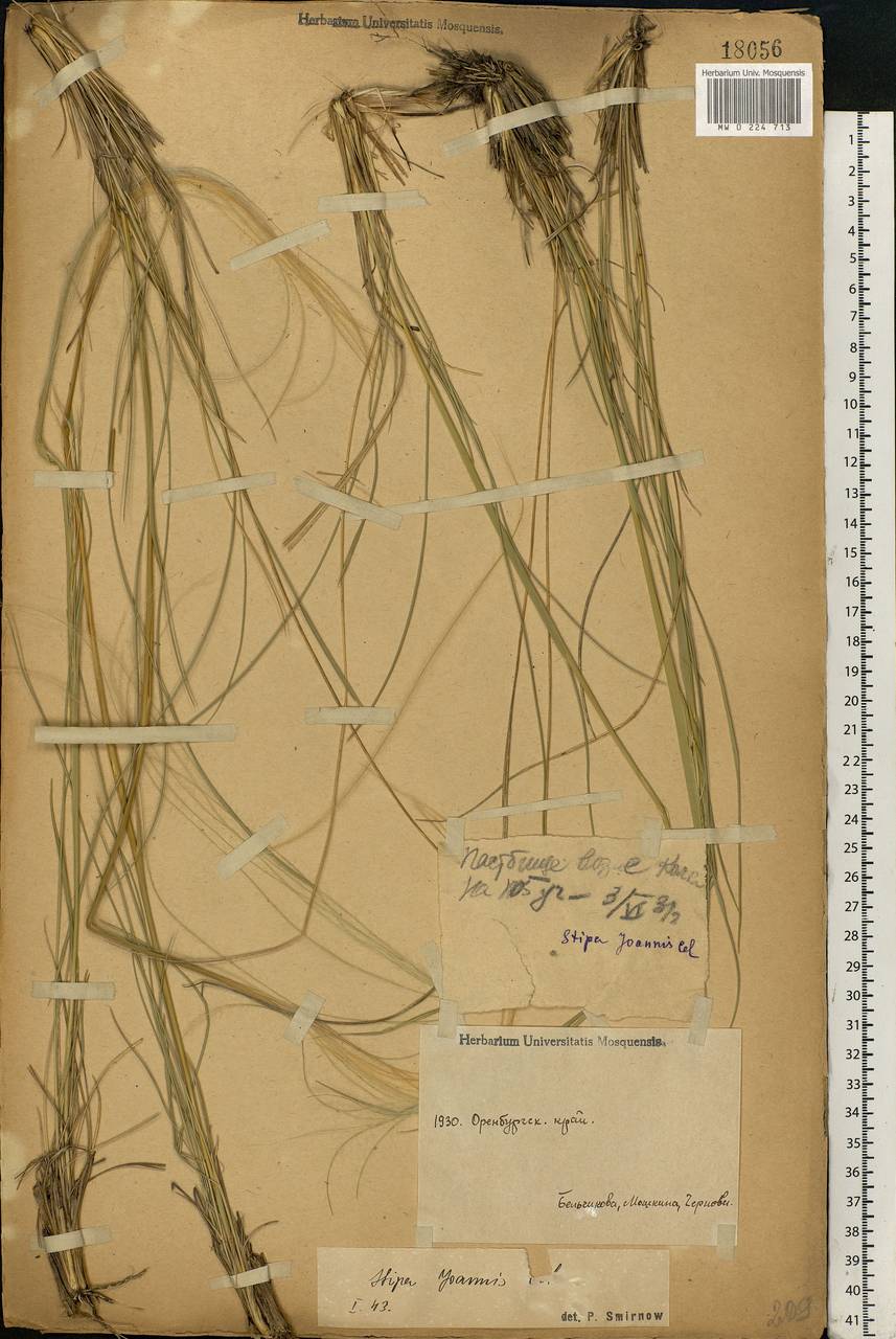 Stipa pennata L., Eastern Europe, Eastern region (E10) (Russia)