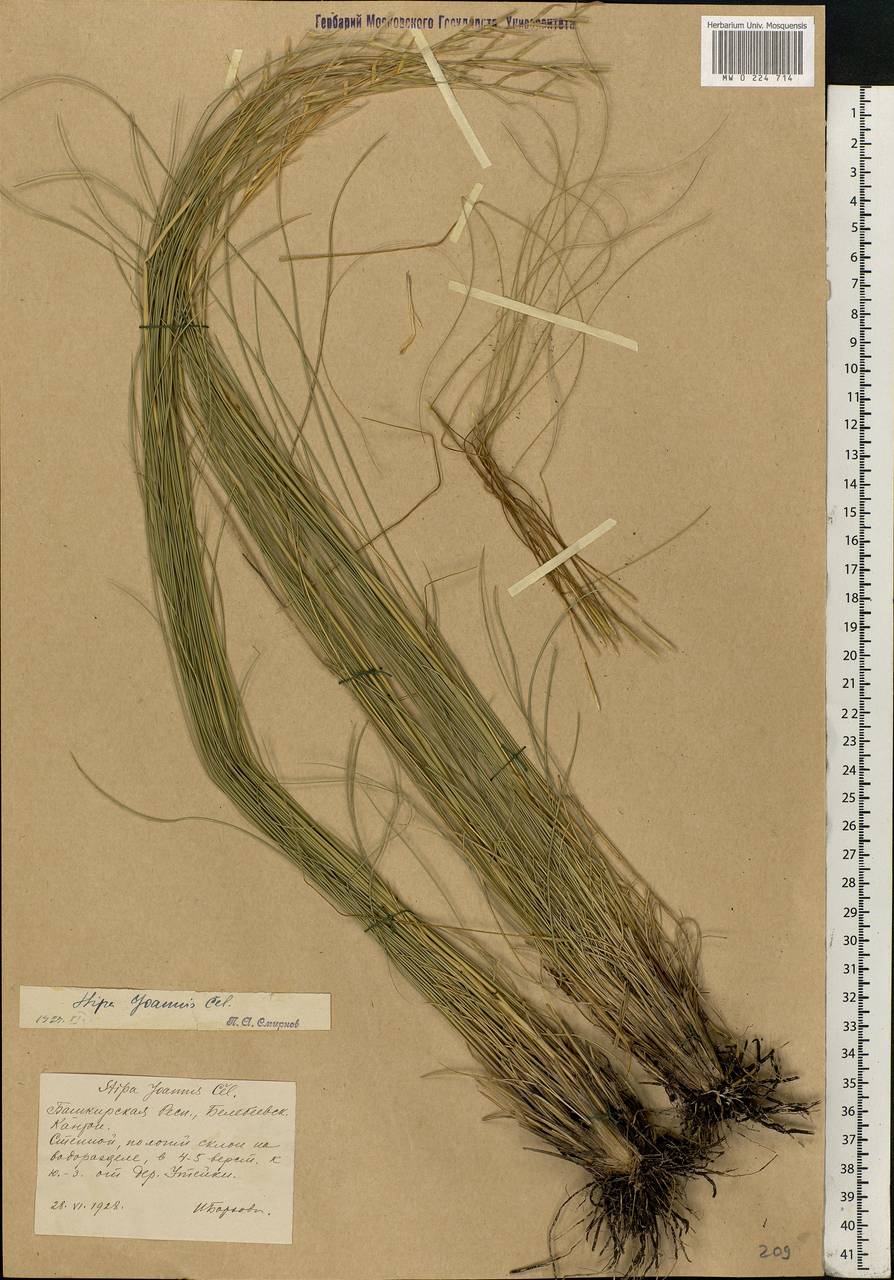 Stipa pennata L., Eastern Europe, Eastern region (E10) (Russia)