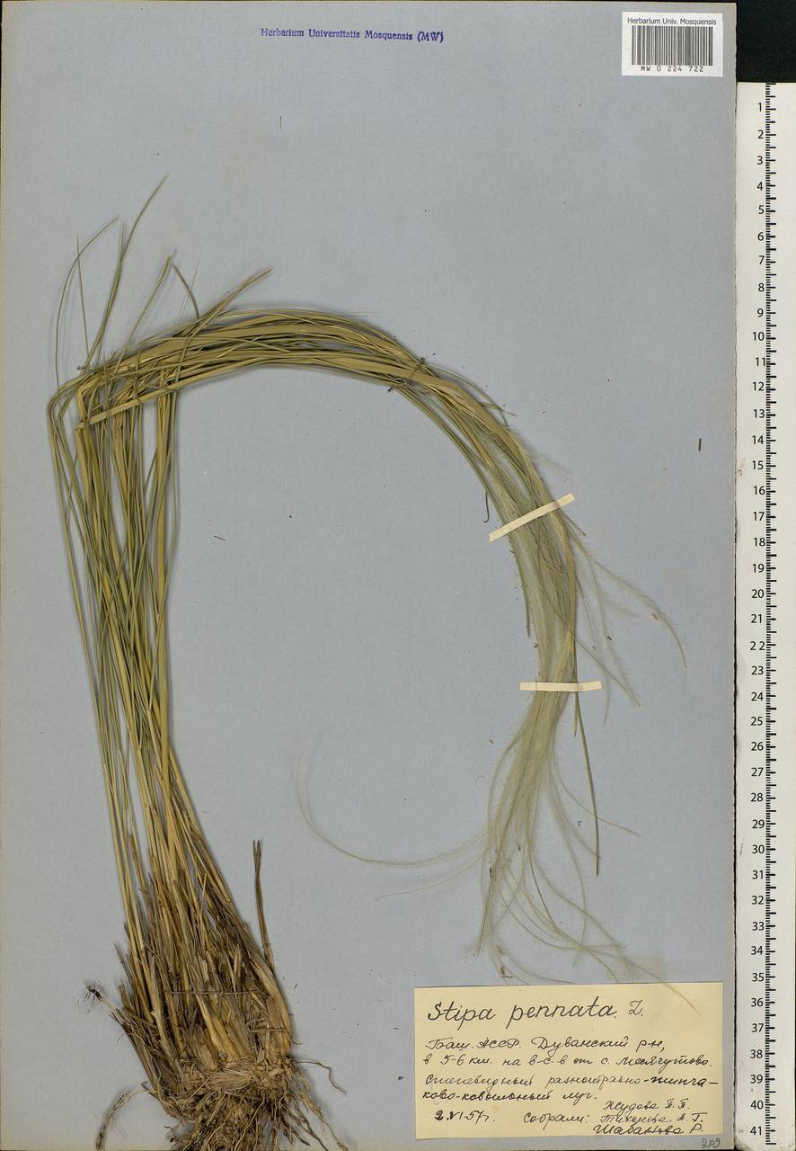 Stipa pennata L., Eastern Europe, Eastern region (E10) (Russia)