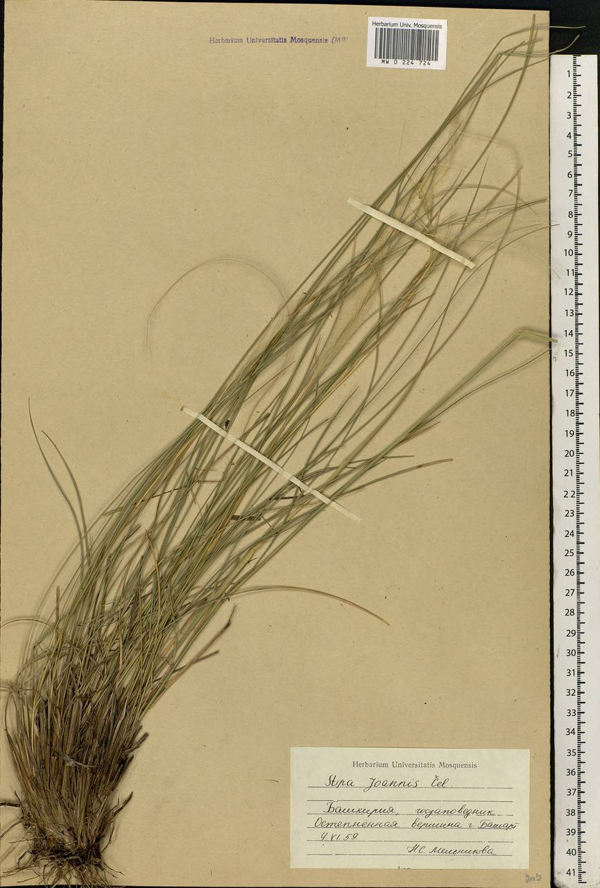 Stipa pennata L., Eastern Europe, Eastern region (E10) (Russia)